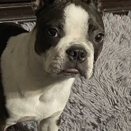 Tobby - Boston Terrier