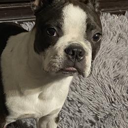 Tobby - Boston Terrier
