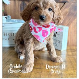 Denver - Red male Cavapoo puppy in Fort Lupton, Colorado from Puppy Paws Colorado
