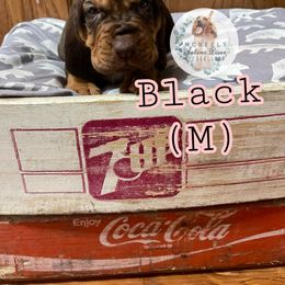 Bloodhound Puppies from McNeely Saline River Bloodhounds