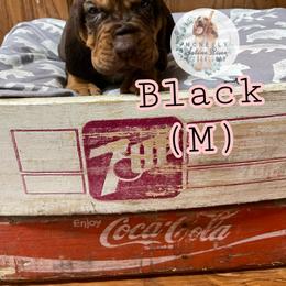 Bloodhound Puppies from McNeely Saline River Bloodhounds