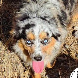Faith - Toy Australian Shepherd