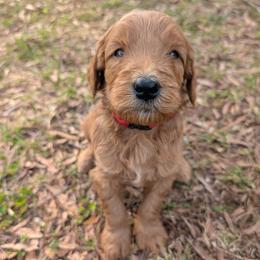 Red - Red  male Goldendoodle puppy in Midland, North Carolina from Alger Farm, LLC