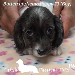 Puppy 3 - Dapple male Dachshund puppy in Anamosa, Iowa from Melsh Precious Pets