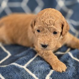 Chili - Champagne male Maltipoo puppy in Granada Hills, California from Sheryls Puppies