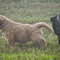Saint Berdoodle Puppies from Highland Ridge Doodles