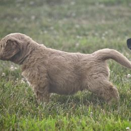 Saint Berdoodle Puppies from Highland Ridge Doodles
