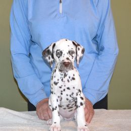 Girl 5 - White and liver brown female Dalmatian puppy in Maryville, Tennessee from Coachside Dalmatians