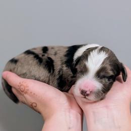 Boy 2 - male Aussiedoodle puppy in New Durham, New Hampshire from Ridgeview Aussiedoodles