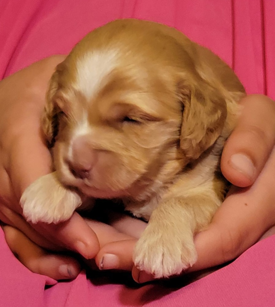 Cockapoo Puppies from Cano Cockapoos