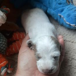 Talon - Fawn (isabella) and tan male Dachshund puppy in Sacramento, California from Family and Farm Friendly Dachshund