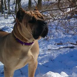 Cane Corso from Colchado's Cane Corso
