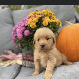 Golden Retriever Puppies from DeClercks Goldens