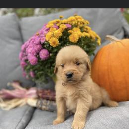 Golden Retriever Puppies from DeClercks Goldens