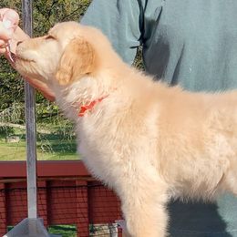 Orange - Light golden female Golden Retriever puppy in Frostproof, Florida from Cashmere Golden Retrievers