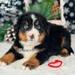 Red boy - Black rust and white male Bernese Mountain Dog puppy in Waukesha, Wisconsin from Bernese Boutique