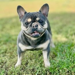 Willow - French Bulldog