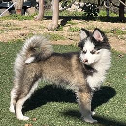 Pomsky All Grown Up from Lara's Ranch Pomskies