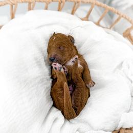 Barley - Red  male Goldendoodle puppy in Russell Springs, Kentucky from Milk & Honey Doodles