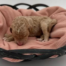 Hope - Apricot female Goldendoodle puppy in Willacoochee, Georgia from Kitandkboodle's Doodles