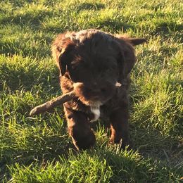 Australian Labradoodle Puppies from Greystone Australian Labradoodles