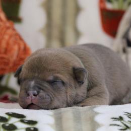 Green Collar - Blue fawn male American Bully puppy in Easton, Maryland from Night Court Bullies
