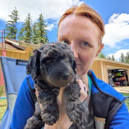 Zinka - Blue merle female Aussiedoodle puppy in Yacolt, Washington from Aussiedoodles by Maggie