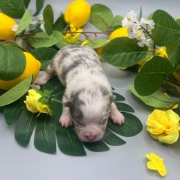 Girl 1 - Blue merle female Pomeranian puppy in Brentwood, California from Royalpawpoms