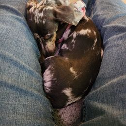 Dachshund All Grown Up from Sausage Squad Kennels