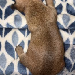 CKC Red sable girl 2 (buyer will name) - Sable female Dachshund puppy in Canyon Lake, Texas from M&Ms Dachshunds of Central Texas