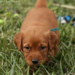 Eve Teal Girl - Dark golden female Golden Retriever puppy in Idaho Falls, Idaho from Once Upon A Dream Kennels