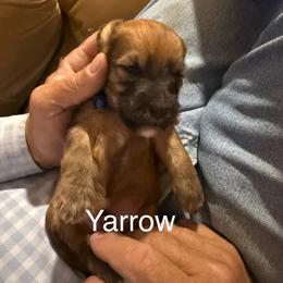 Yarrow blue collar - Brown male Whoodle puppy in Pima, Arizona from Schmidt's K9s