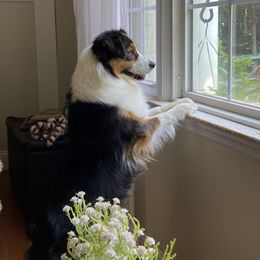 Candy - Miniature American Shepherd