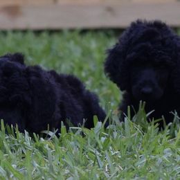 Poodle Puppies from Arindayle Standard Poodles