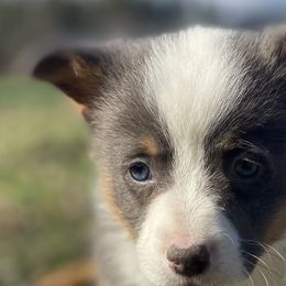 Boy 1 - Blue Pembroke Welsh Corgi puppy in Woodland, Washington from MB Acres Corgis