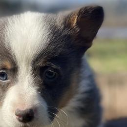 Boy 1 - Blue Pembroke Welsh Corgi puppy in Woodland, Washington from MB Acres Corgis