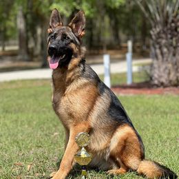 Ysabel - German Shepherd