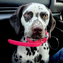 Jedi - Dalmatian