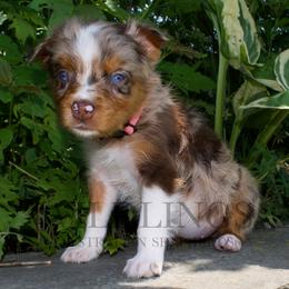 Bunny- Light Pink Collar - Red merle female Australian Shepherd puppy in Newport, Rhode Island from Wildlings Australian Shepherds