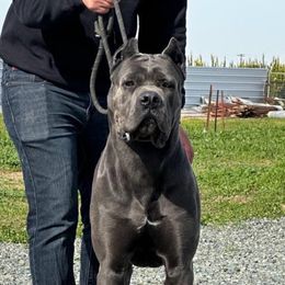 Cane Corso from Xfactor Cane Corso