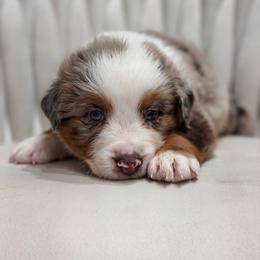 Koda - Red merle male Australian Shepherd puppy in Polk City, Florida from Skaky Shepherds