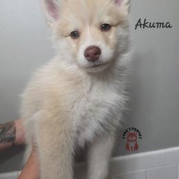 Akuma - Red and white male Pomsky puppy in Blaine, Minnesota from Yuna's Pomsky