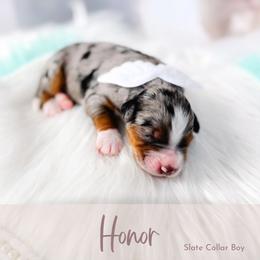 Honor - Blue merle male Bernedoodle puppy in Mahomet, Illinois from Jordan Family Doodles