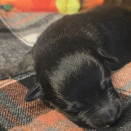 Ribbon - Black phantom female Aussiedoodle puppy in Fort White, Florida from Sugar Camp Canine - Maxwell