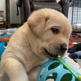 Labrador Retriever Puppies from Sacandaga Labrador Retrievers