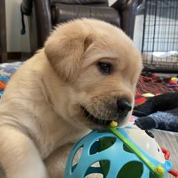 Labrador Retriever Puppies from Sacandaga Labrador Retrievers
