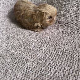 Butter - Cream and white male Shih Tzu puppy in Big Sandy, Texas from Heart and Soul Shih Tzu