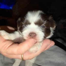 Girl 1 - Liver and white female Shih Tzu puppy in Statesville, North Carolina from Grimmly Blue’s Shih Tzus