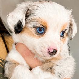 Cash - Blue merle male Toy Australian Shepherd puppy in Wiggins, Colorado from Mile High Acres & Aussies