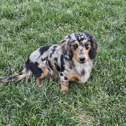 Cookie - Dachshund